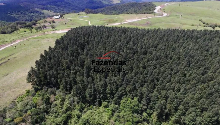 Venda fazenda reflorestamento de Pinus