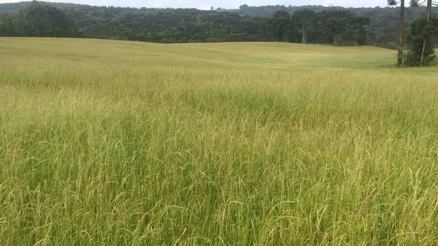 Venda fazenda Matupá MT