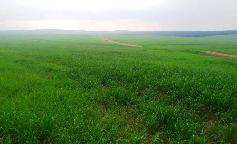 Venda fazenda Paranatinga Mato Grosso