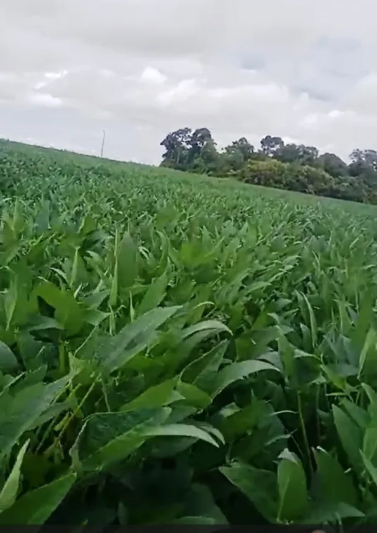 Venda fazenda Gaucha do Norte Mato Grosso MT