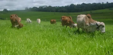 Venda fazenda Poconé MT