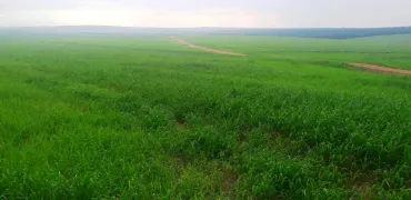 Venda fazenda Paranatinga Mato Grosso