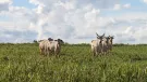 Venda fazenda Anapu Pará