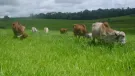 Venda fazenda Poconé MT
