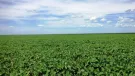 Venda fazenda São Desidério Bahia