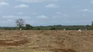 Venda fazenda Aragarças Goias