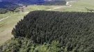 Venda fazenda reflorestamento de Pinus